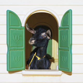 Superchunk - Wild Loneliness album cover