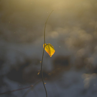 Chase Coy - Sunshine In Winter EP cover