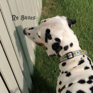 No Buses - Boys Loved Her album cover