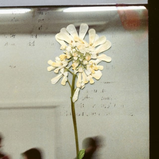 Daughter - Stereo Mind Game album cover