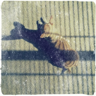 Cottonwood Firing Squad - SIX album cover