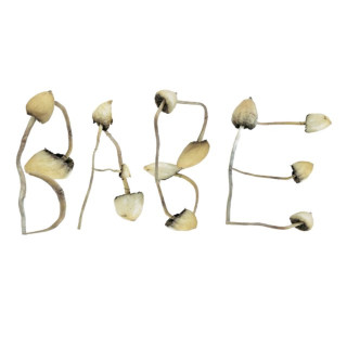 Babe Rainbow - Mushroom EP cover