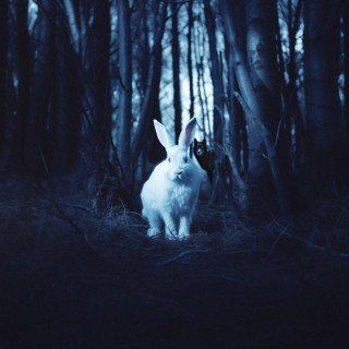 Paris Shadows - The Wolf And The Rabbit EP cover