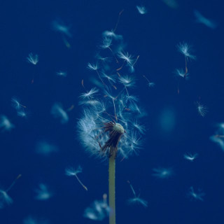 Macaroni Empitsu - Tamashiinoibasyo (たましいの居場所) EP cover