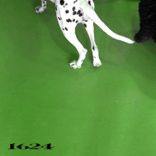 No Buses - 1624 EP cover
