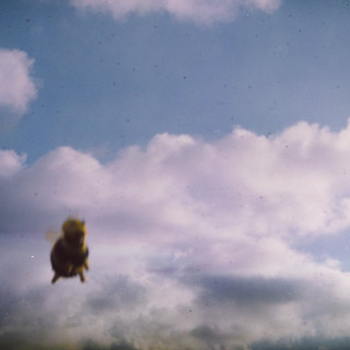 Pond - Stung! album cover