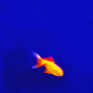 Harry Nach - Flints album cover