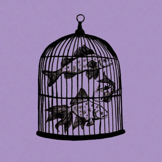 Fish In A Birdcage - Waterfall album cover