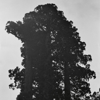 Chance Peña - Ever-Shifting, Continual Blossoming album cover
