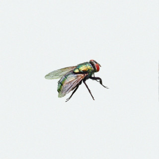 DUSTY - WINGED album cover