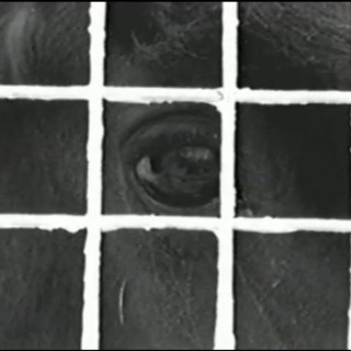 Cottonwood Firing Squad - horse, the girl EP cover