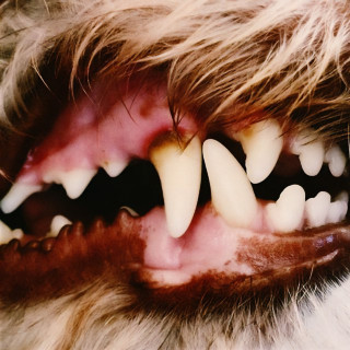 Lucius - Lucius album cover