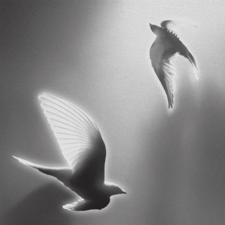 Hindia - Doves, '25 on Blank Canvas album cover