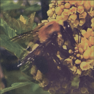 BRONCHO - Natural Pleasure album cover