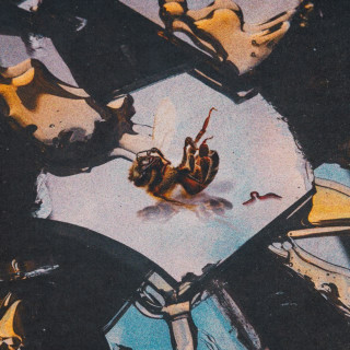 Stain The Canvas - Honey Rot album cover