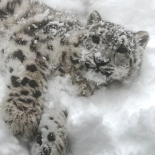 Nimstarr - The Snow Leopard's After Party album cover
