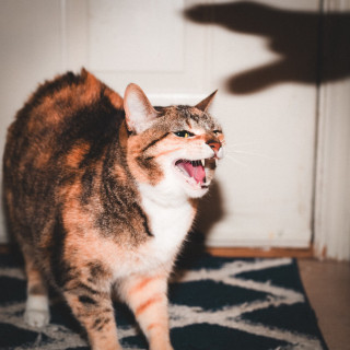 Riley! - Keep Your Cool album cover