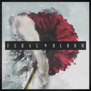 blacktoothed - FERAL BLOOM album cover