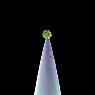 Peter Gabriel - New Blood album cover