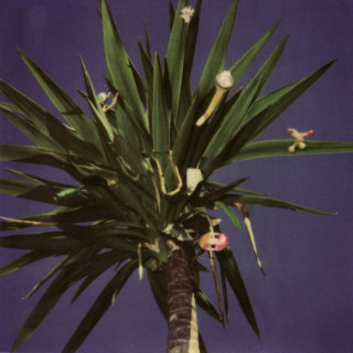 The Mountain Goats - Zopilote Machine album cover