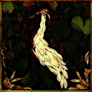 Audrey Assad - Fortunate Fall album cover