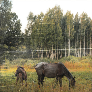 Pianos Become The Teeth - Old Pride album cover