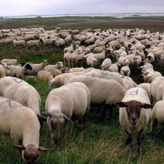 $uicideboy$ - Grey Sheep EP cover