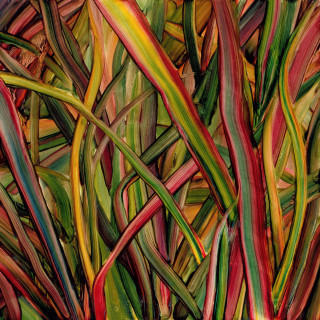 Gengahr - Where Wildness Grows album cover