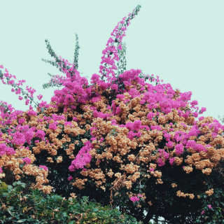 Jay Som - Turn Into album cover