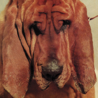 Ty Segall - Goodbye Bread album cover