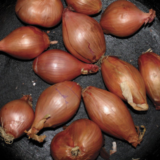 Ty Segall - Fried Shallots EP cover