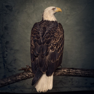 Clutch - Book Of Bad Decisions album cover