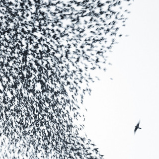 Wilco - Sky Blue Sky album cover