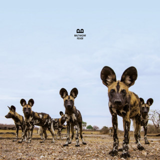Balthazar - Fever album cover