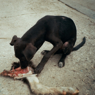 slowthai - RUNT EP cover