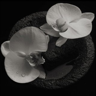 Mike Patton & Jean-Claude Vannier - Corpse Flower album cover