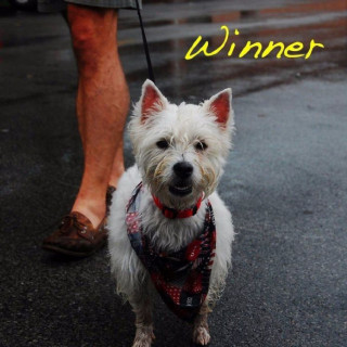 (Sandy) Alex G - WINNER album cover