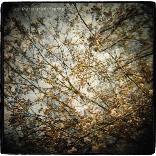 Horse Feathers - Thistled Spring album cover