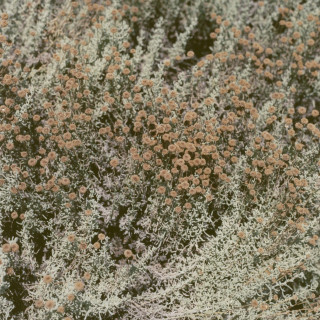 Loving - If I Am Only My Thoughts album cover