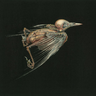 Jenny Hval - Meshes Of Voice album cover