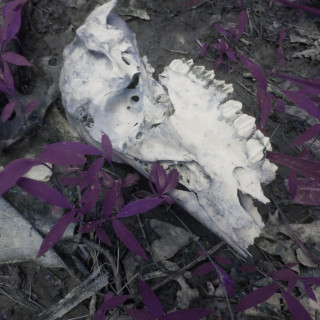 fats'e - worriment single cover