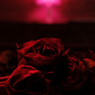 The Paper Kites - Roses album cover