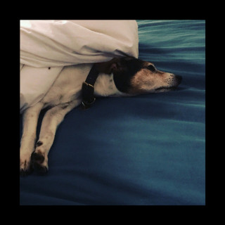 Nerina Pallot - Old Dog, New Tricks EP cover