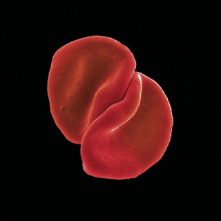 Peter Gabriel - Scratch My Back album cover