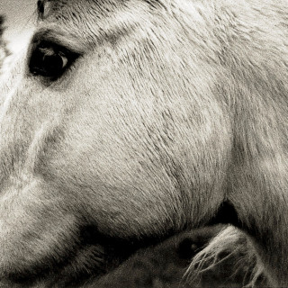 Bonny Light Horseman - Bonny Light Horseman album cover