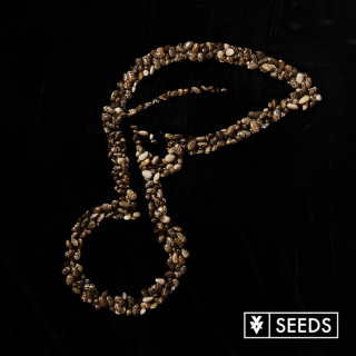 XV - Seeds single cover
